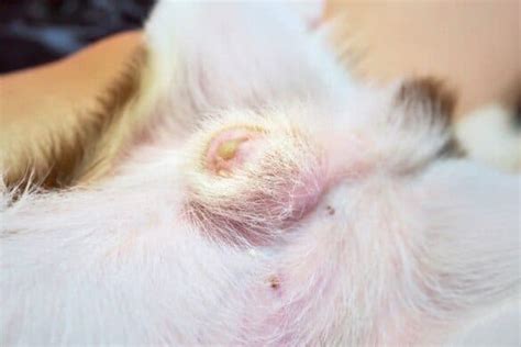 milky discharge from dog|Dog Smegma Infections: When to Worry and What to。